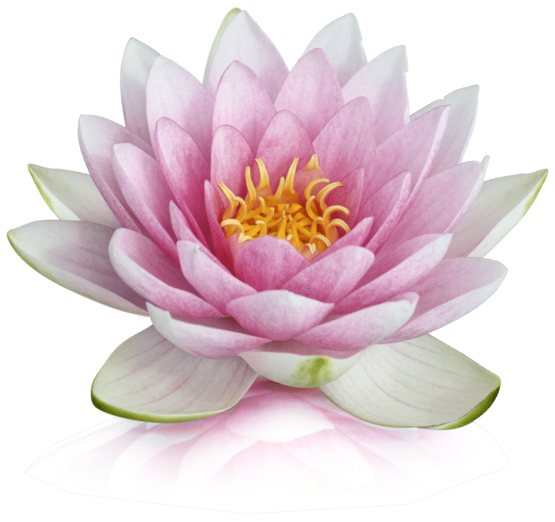 lotus flower